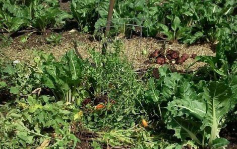 Autumn Garden: Harvesting, Planting, Sustaining and Eating Image